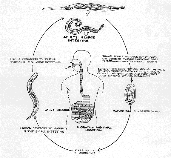 Biol 230 Lab Manual Life Cycle Of Pinworms 7460